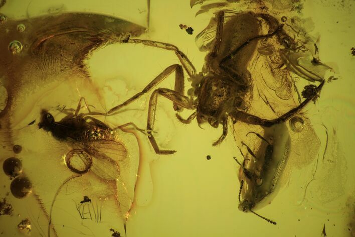 Detailed Fossil Flies, Spider And Beetle In Baltic Amber #90807